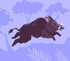 Understanding the Spirit Animal Test: Discover Your Inner Guide